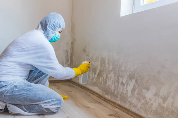 Licensed Mold Remediation service in Murfreesboro, TN - WQB Mold Removal